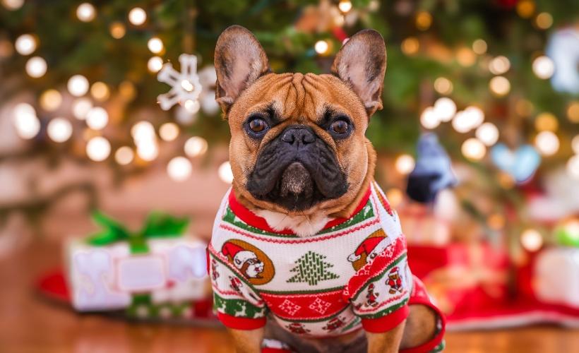 Pet Photo Nights with Santa