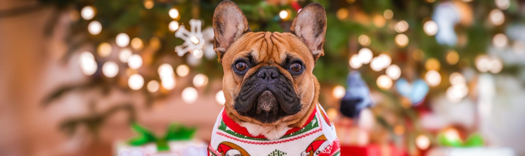 Pet Photo Nights with Santa