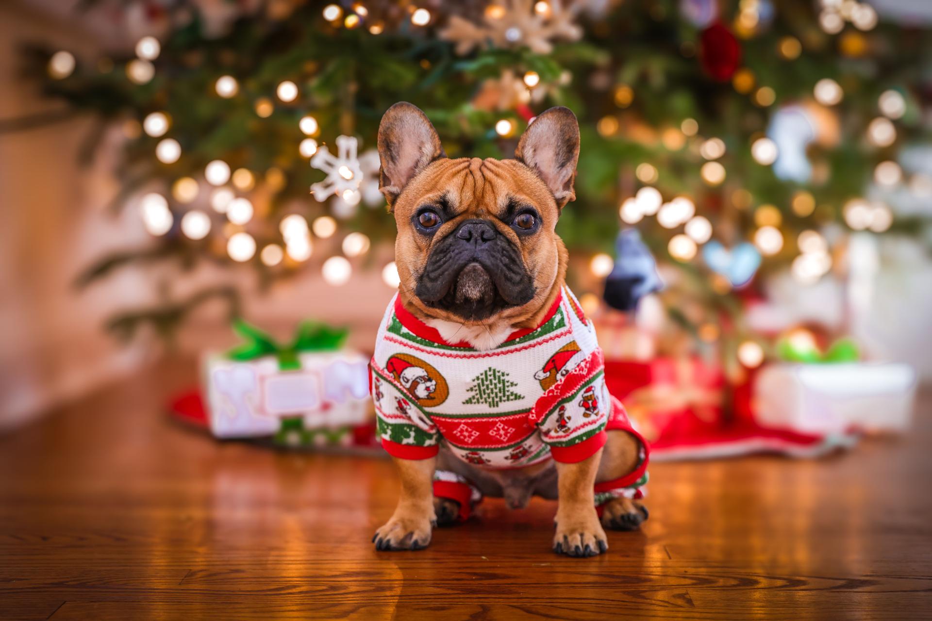 Pet Photo Nights with Santa