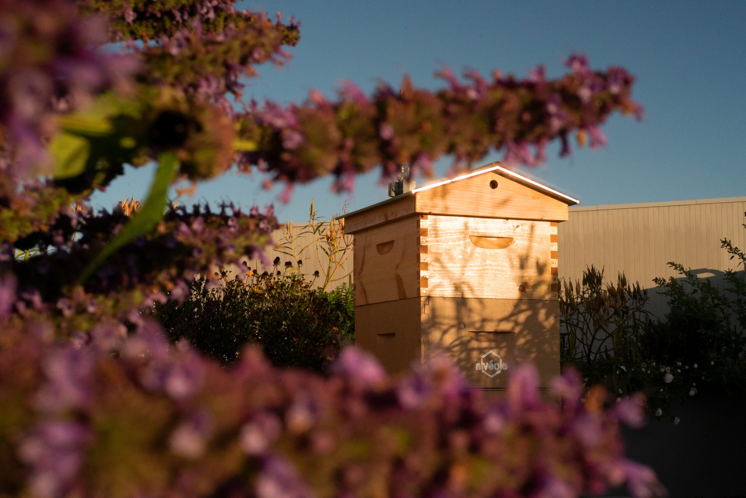 Purple flowers in the foreground with a home for bees in the background on a rooftop.