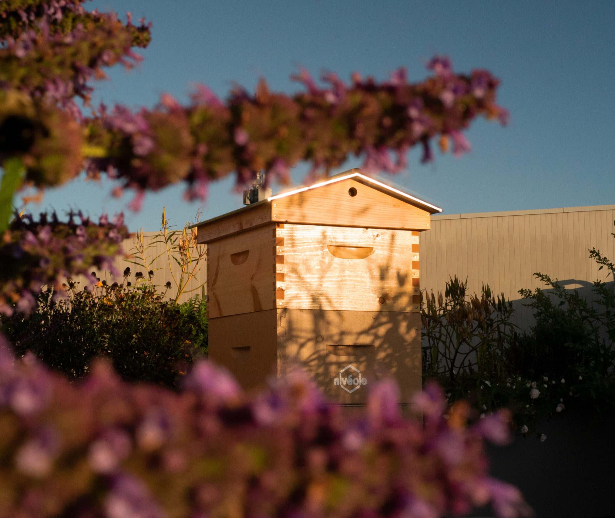 wooden beehive framed by flowers