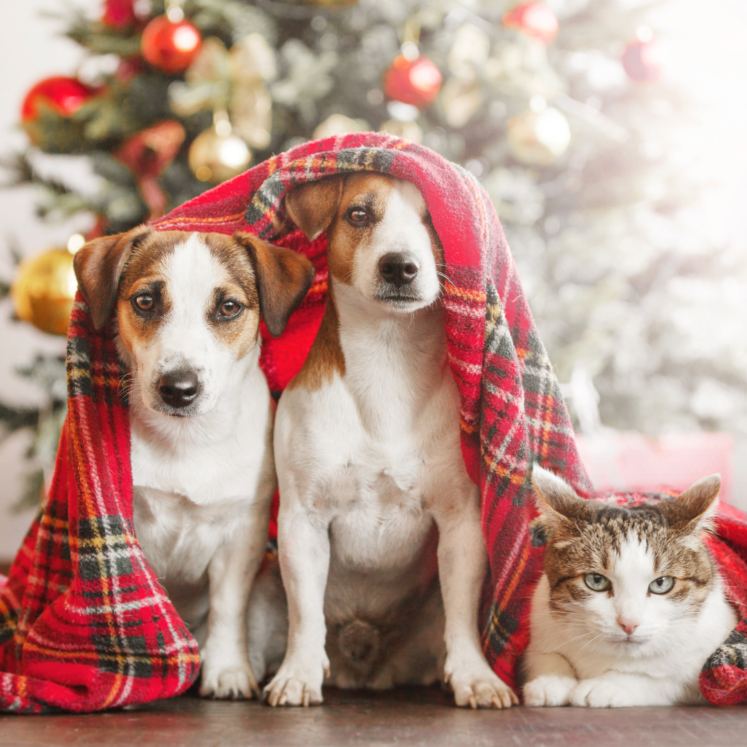 2 dogs and a cat underneath a red blanket