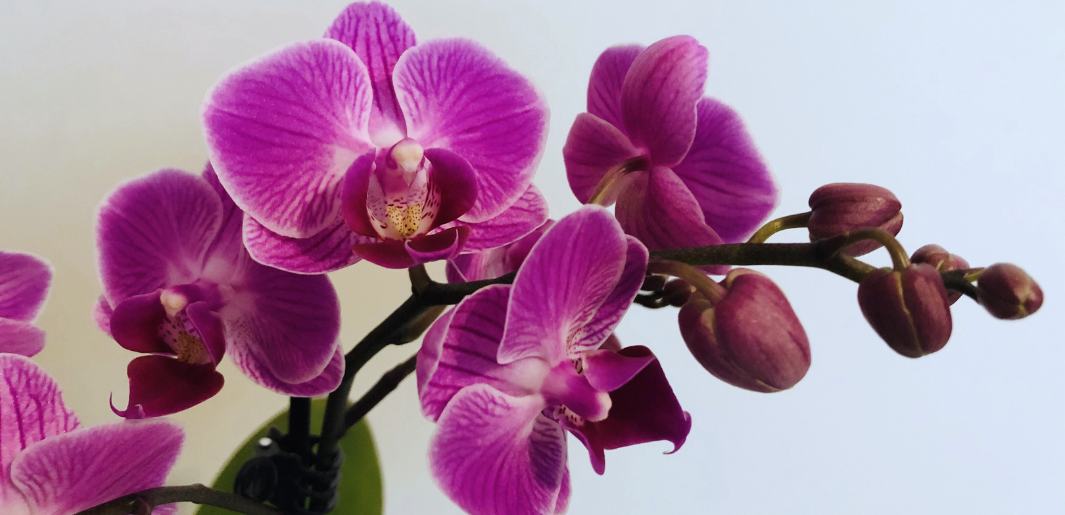purple orchids
