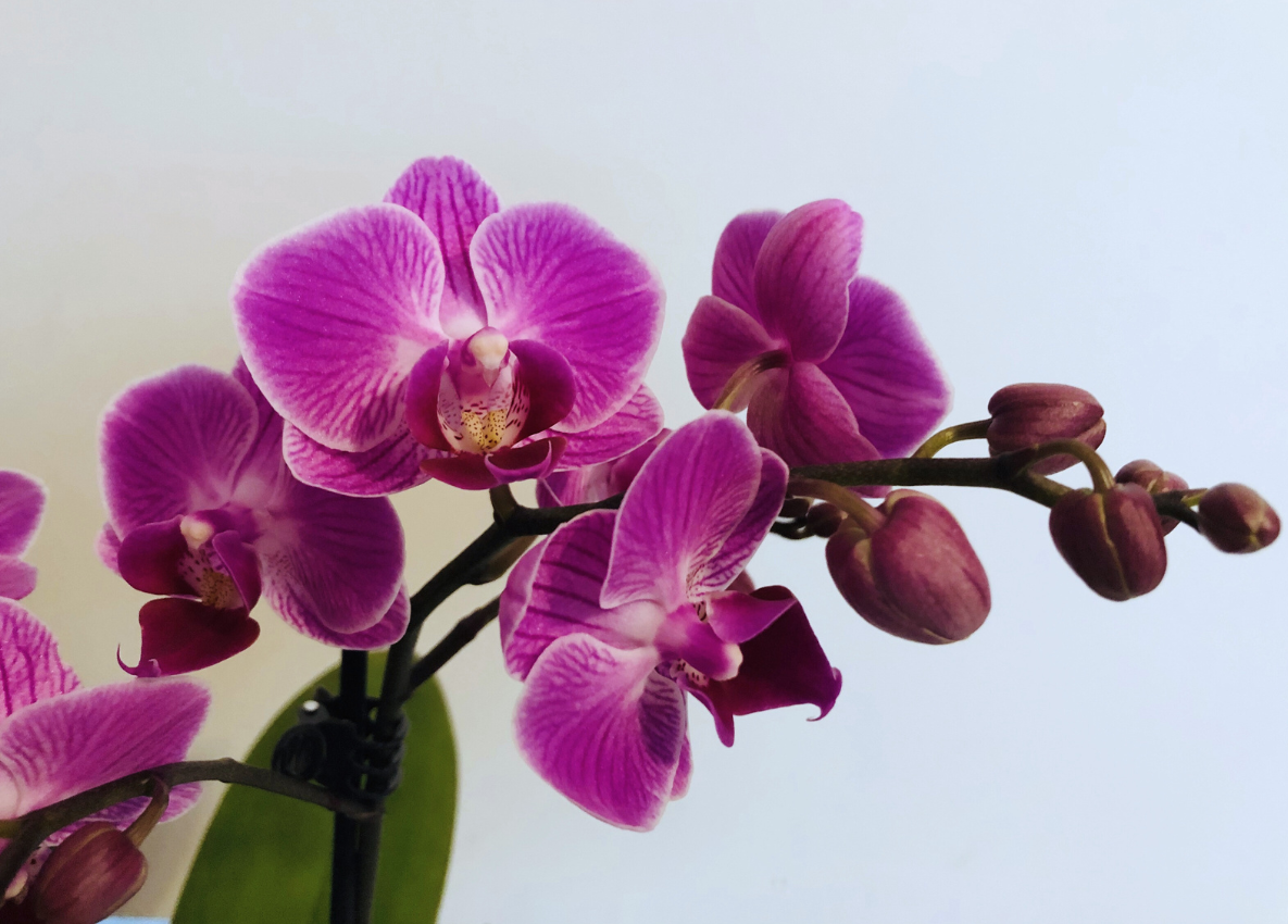 purple orchids
